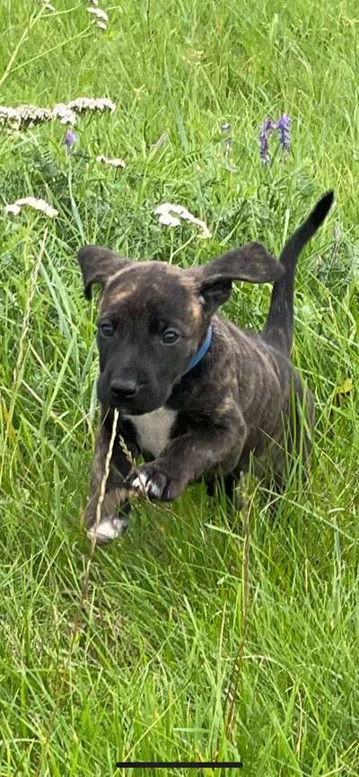 Welpen Bilder !-Beitrag-Bild