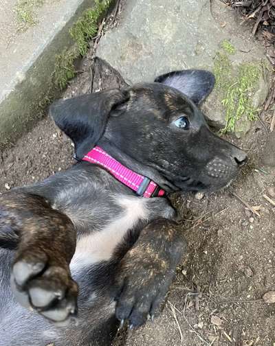 Welpen Bilder !-Beitrag-Bild