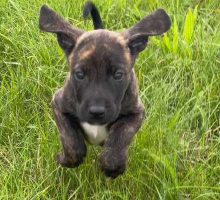 Welpen Bilder !-Beitrag-Bild