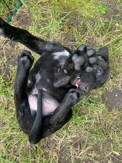 Welpen Bilder !-Beitrag-Bild