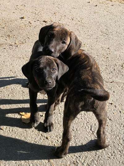 Welpen Bilder !-Beitrag-Bild