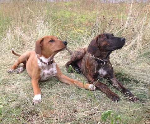 Welpen Bilder !-Beitrag-Bild