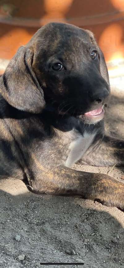 Welpen Bilder !-Beitrag-Bild