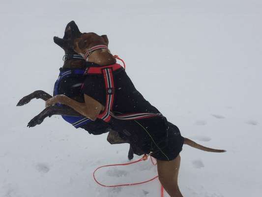 Dogorama Photo Challenge - Hunde in Action-Beitrag-Bild