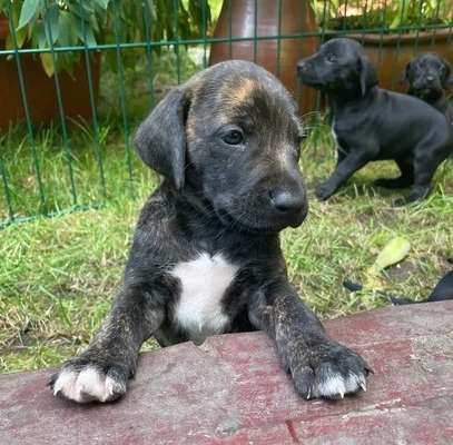 Welpen Bilder !-Beitrag-Bild