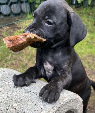 Welpen Bilder !-Beitrag-Bild