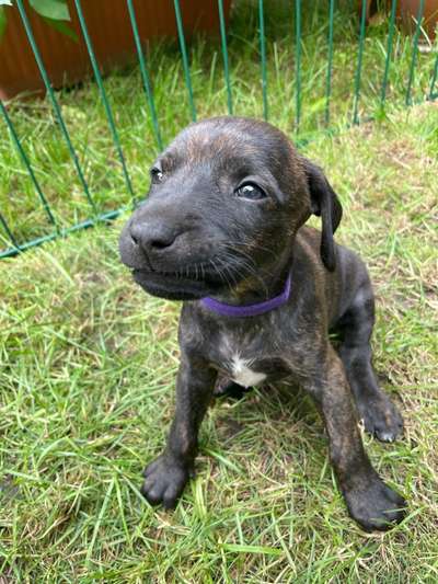 Welpen Bilder !-Beitrag-Bild