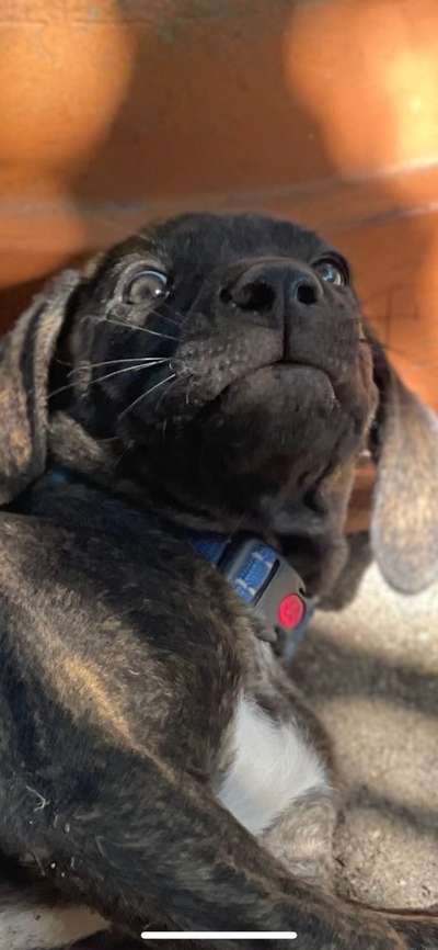 Welpen Bilder !-Beitrag-Bild