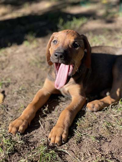 Welpen Bilder !-Beitrag-Bild