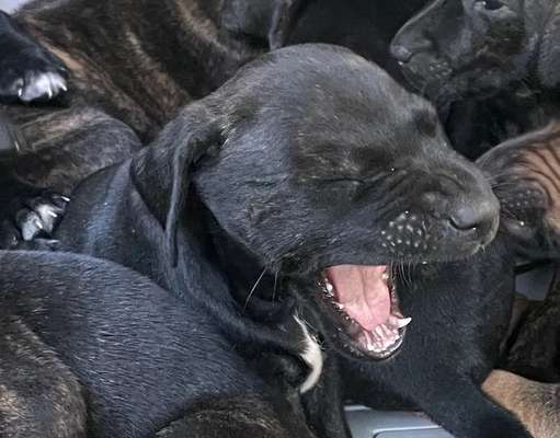 Welpen Bilder !-Beitrag-Bild