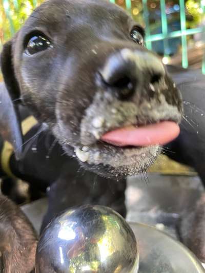 Welpen Bilder !-Beitrag-Bild