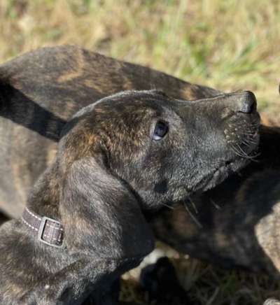 Welpen Bilder !-Beitrag-Bild