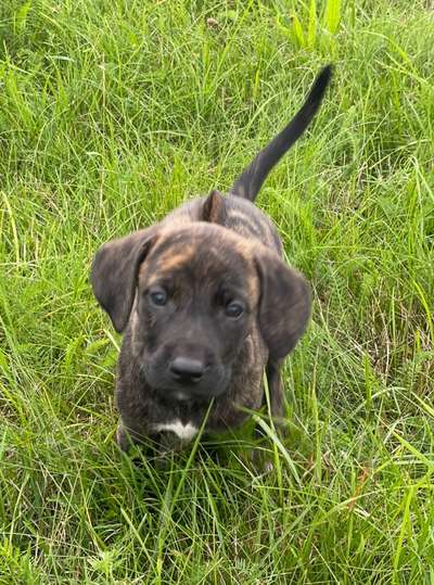 Welpen Bilder !-Beitrag-Bild