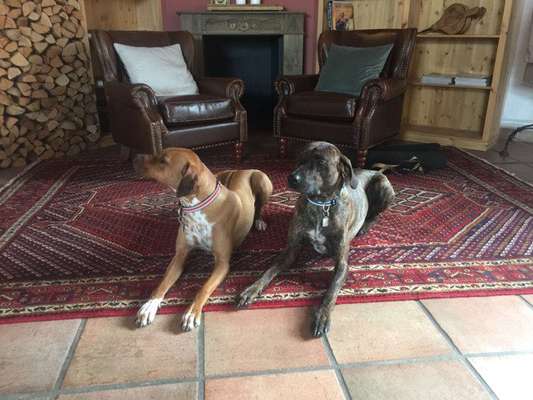 Welpen Bilder !-Beitrag-Bild