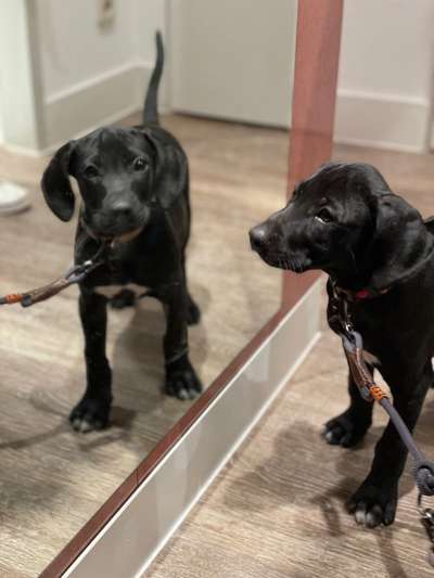 Welpen Bilder !-Beitrag-Bild