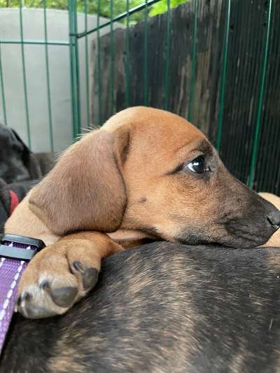 Welpen Bilder !-Beitrag-Bild