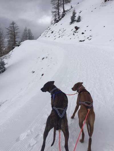 Welpen Bilder !-Beitrag-Bild