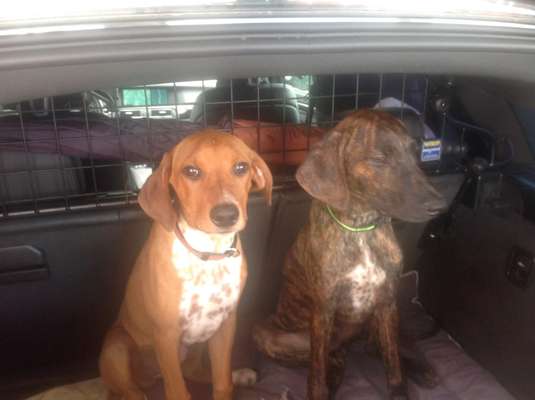 Welpen Bilder !-Beitrag-Bild