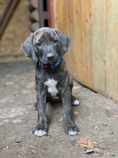 Welpen Bilder !-Beitrag-Bild