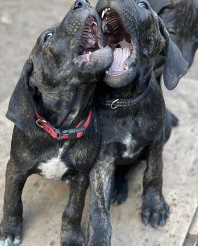 Welpen Bilder !-Beitrag-Bild