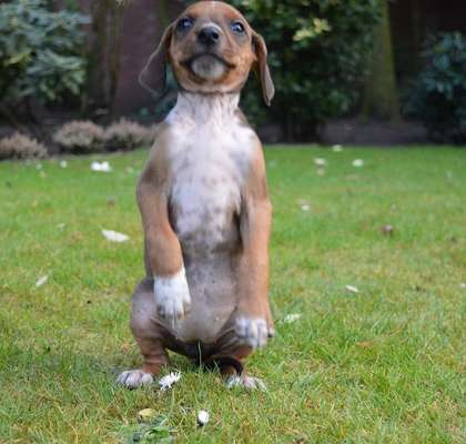 Welpen Bilder !-Beitrag-Bild