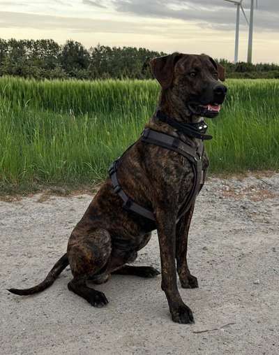 Mischlinge raten - Rätselspaß-Beitrag-Bild