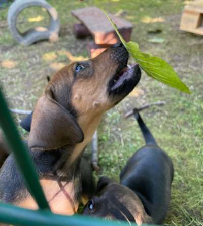 Welpen Bilder !-Beitrag-Bild