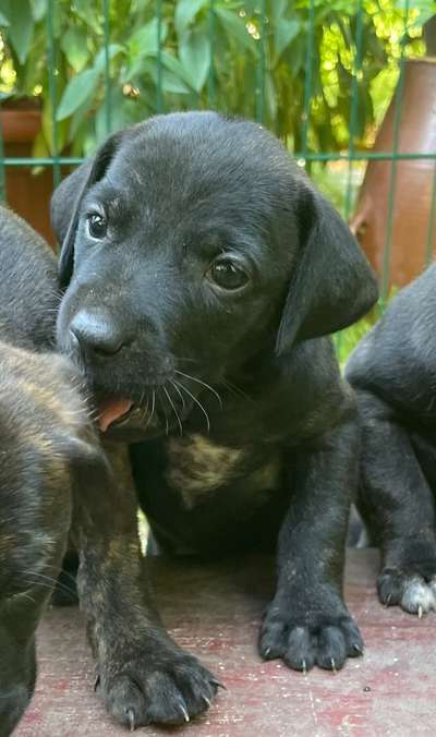 Welpen Bilder !-Beitrag-Bild