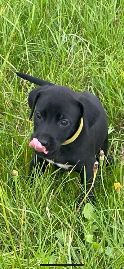 Welpen Bilder !-Beitrag-Bild