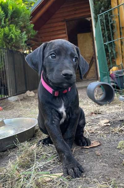 Welpen Bilder !-Beitrag-Bild