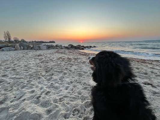 Ostsee mit Hund - Hundestrandnähe-Beitrag-Bild