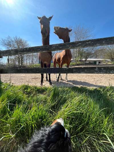 Ostsee mit Hund - Hundestrandnähe-Beitrag-Bild