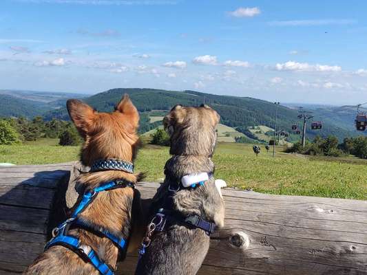 Dogorama Photo Challenge - schönster Gassiausblick-Beitrag-Bild