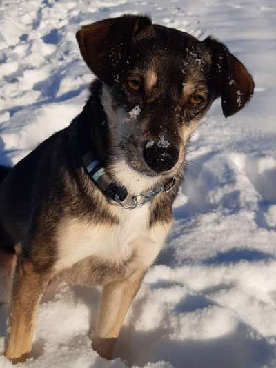 Die Dogorama Kalender Challenge Teil 2/4-Beitrag-Bild