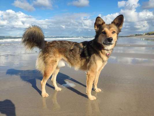 Mischlingshunde Foto Aufruf-Beitrag-Bild