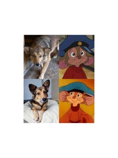 Wie heißt dein Hund?-Beitrag-Bild