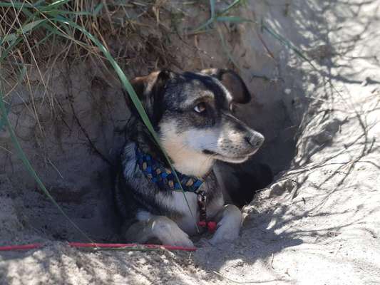 Die Dogorama Wochen Challenge: “Dein Hund im Urlaub”-Beitrag-Bild