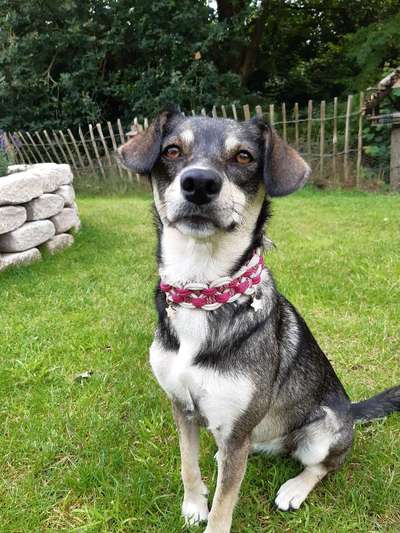 Mischlingshunde Foto Aufruf-Beitrag-Bild