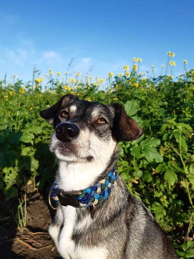 Die Dogorama Kalender Challenge Teil 3/4-Beitrag-Bild