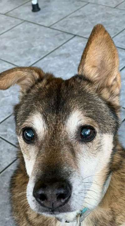 Mischlingshunde Foto Aufruf-Beitrag-Bild