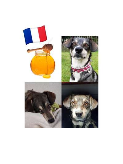 Wie heißt dein Hund?-Beitrag-Bild