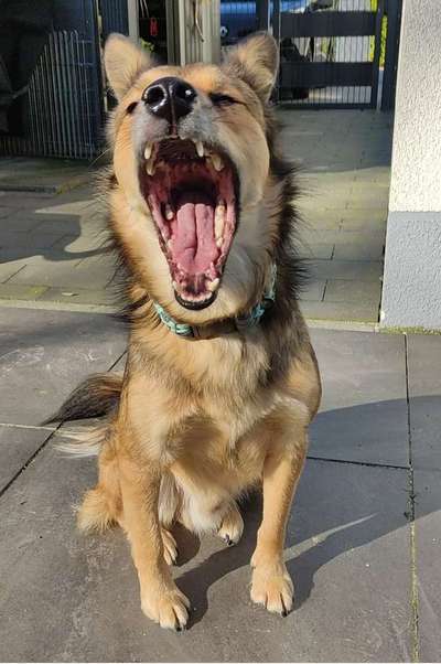 Dogorama Photo Challenge - Mäulchen auf-Beitrag-Bild