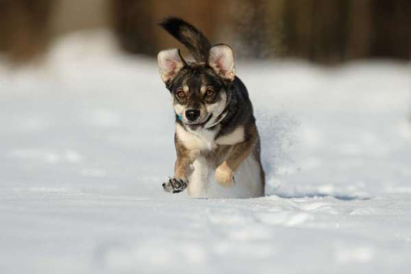 Dogorama Photo Challenge - Es wird nochmal kalt!-Beitrag-Bild