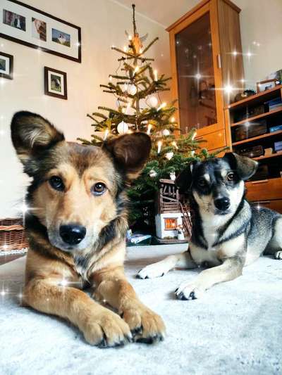 Dogorama Photo Challenge - Weihnachtsbaum-Beitrag-Bild