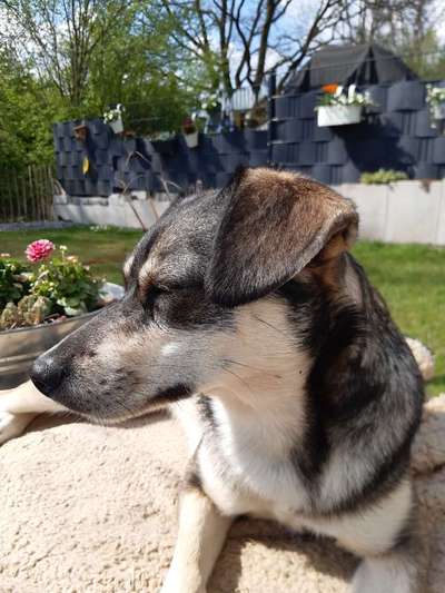 Umfrage zur relativen Schnauzenlänge-Beitrag-Bild