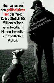 American Bully – Neue Einstufung als gefährlicher Hund in Braunschweig-Beitrag-Bild