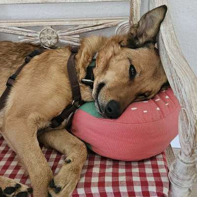 Hundetreffen-Gassirunde Reimsbach und Umgebung-Bild