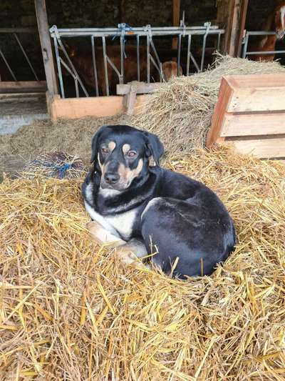 Hundetreffen-Gemeinsame Spaziergänge, morgens/vormittags-Bild