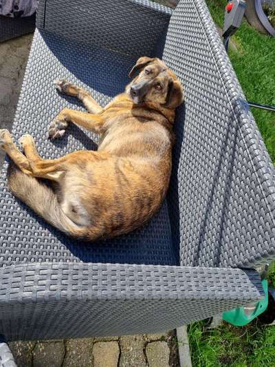 Dogorama Photo Challenge - Hundeblick zum hinschmelzen-Beitrag-Bild