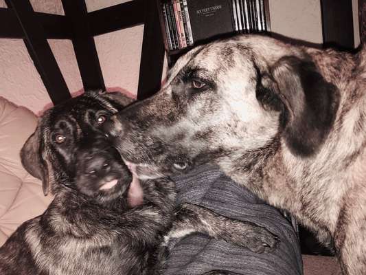 Dogorama Photo Challenge - Portrait-Beitrag-Bild